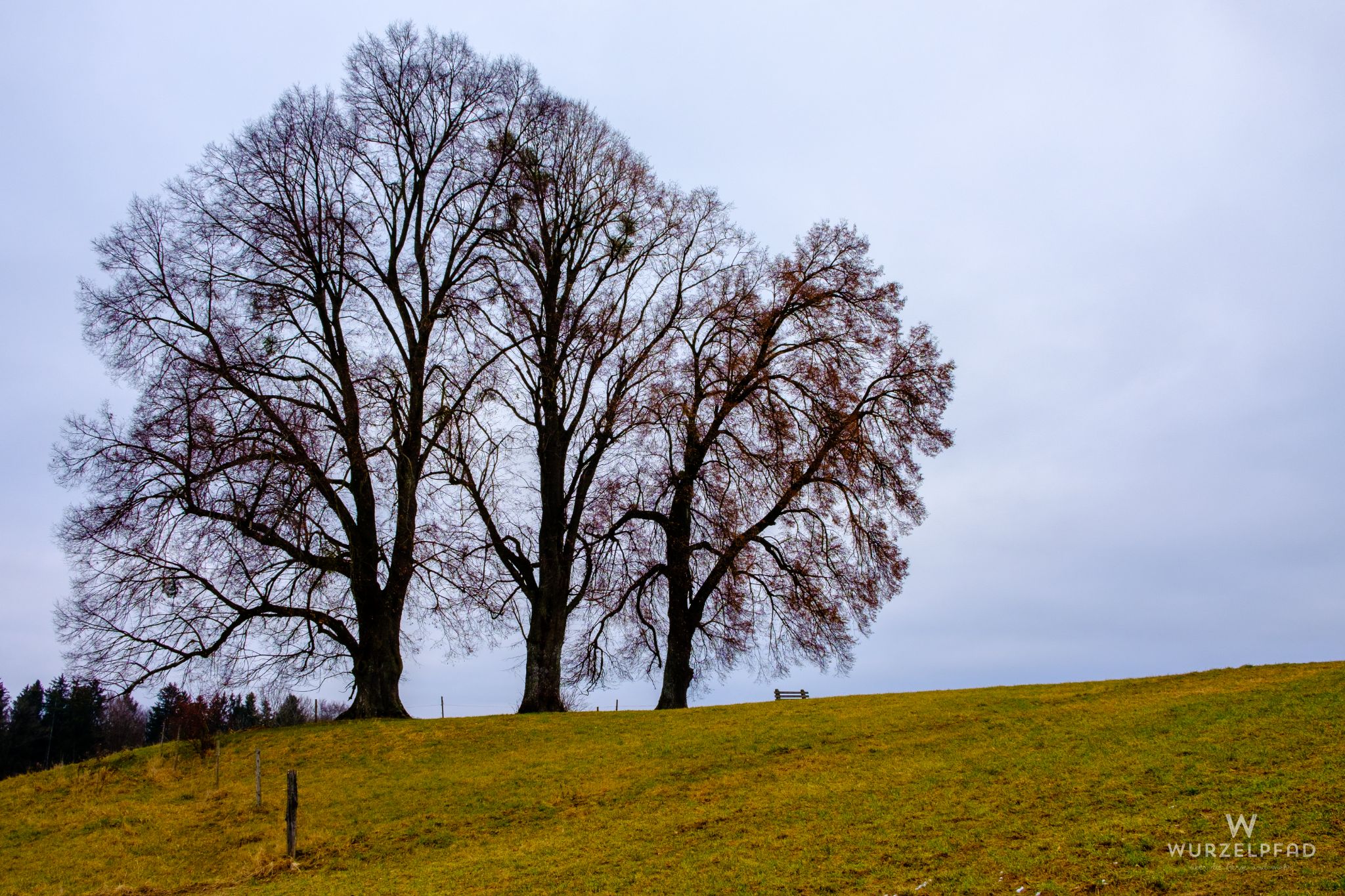 LIndengruppe bei Münsing, Bayern, Deutschland, 2021
